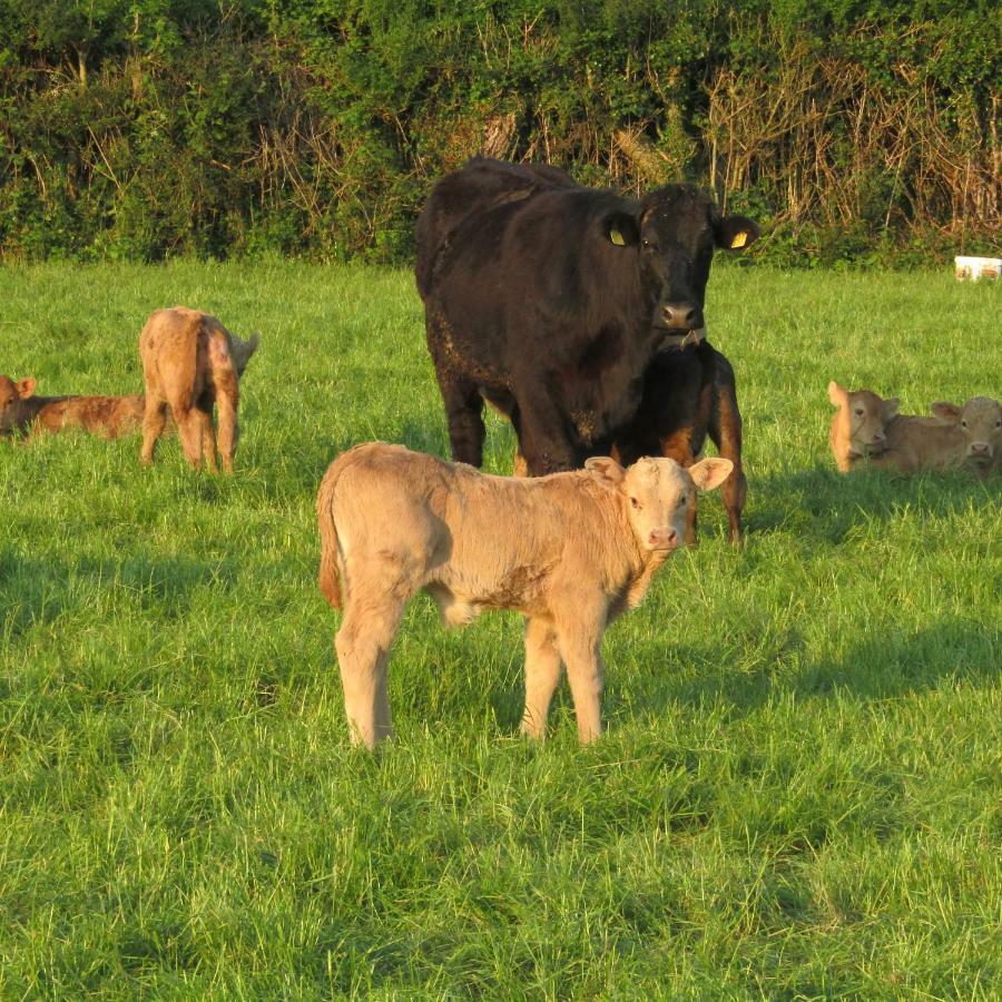 אניסקילן Knockninny Barn At Upper Lough Erne, County Fermanagh מראה חיצוני תמונה